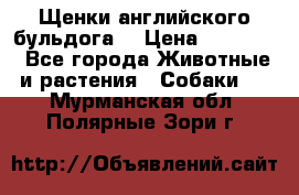 Щенки английского бульдога  › Цена ­ 60 000 - Все города Животные и растения » Собаки   . Мурманская обл.,Полярные Зори г.